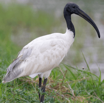 Black-headed Ibis wading in the lagoon