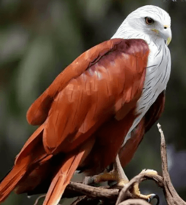Brahminy Kite gliding over open water