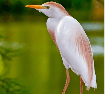 Cattle Egret near grazing cattle