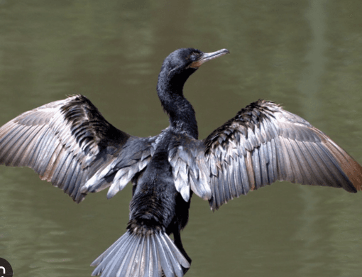 Cormorant drying its wings