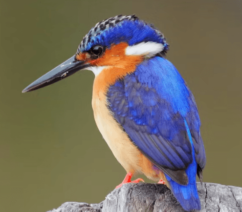Common Kingfisher perched near the mangroves
