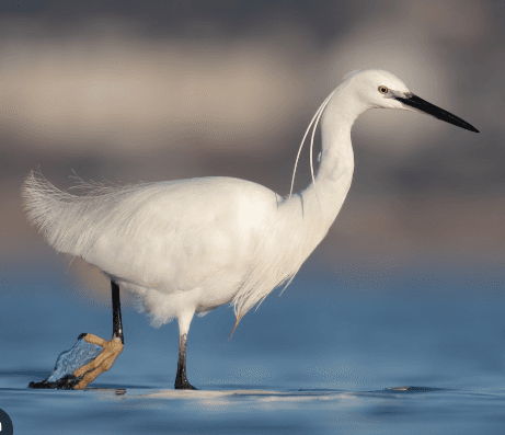 Little Egret walking through shallow water