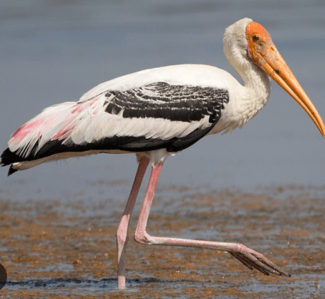Painted Stork with pink and white plumage