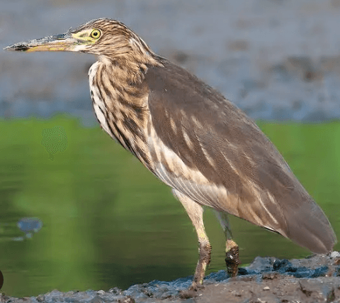 Pond Heron waiting at the water's edge