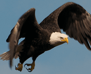 White-bellied Sea Eagle soaring above the lagoon