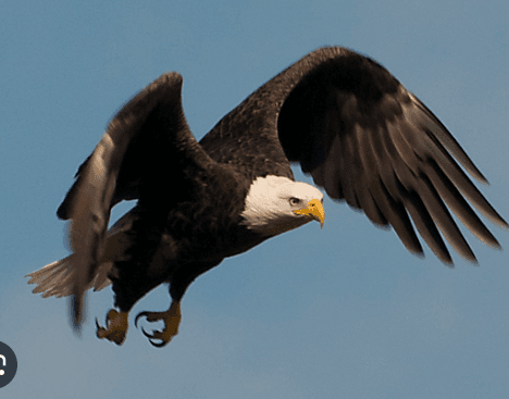 Sea Eagle flying over the lagoon