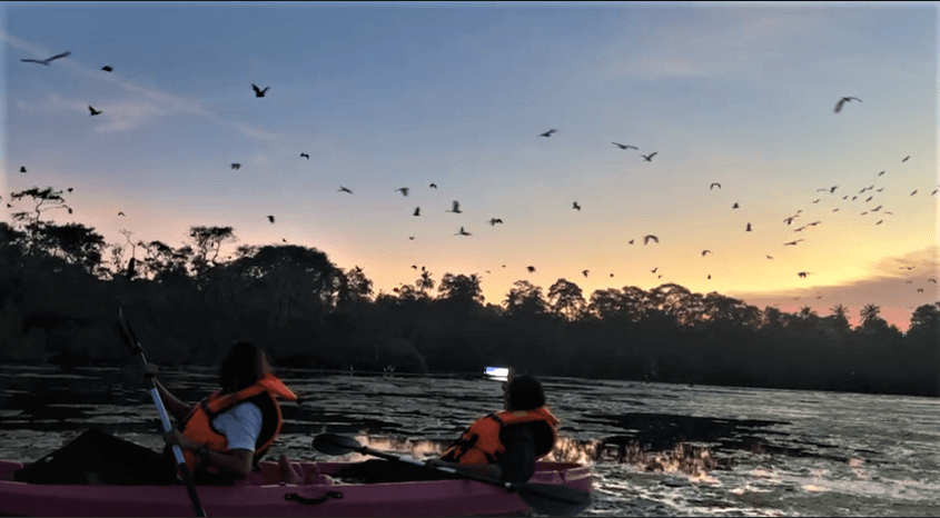 Kayaking through mangroves and wildlife in Mawella Lagoon